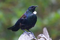 Tui